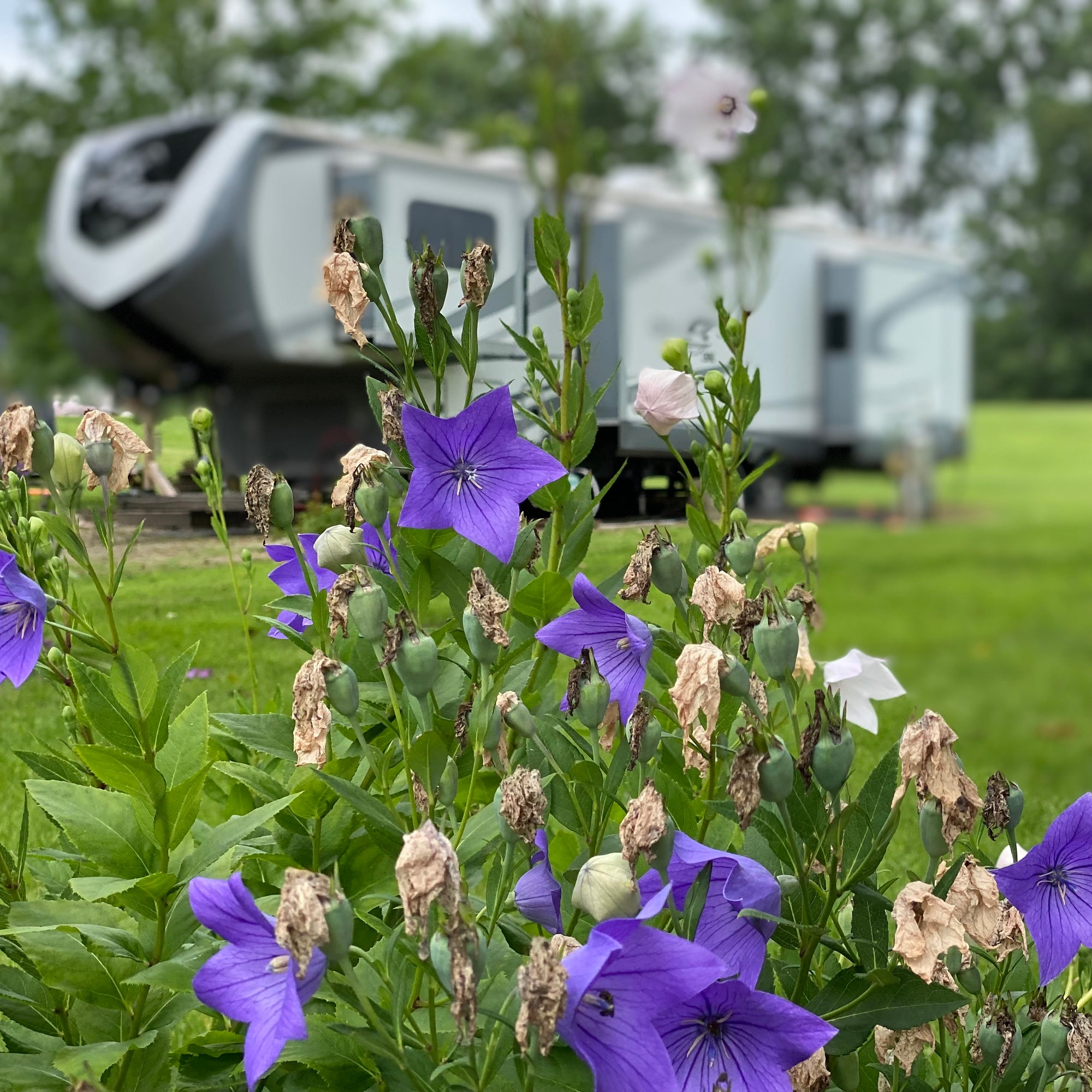 purple flowers in the foreground of picture and a 5th wheel camper backed into spot in the background of picture