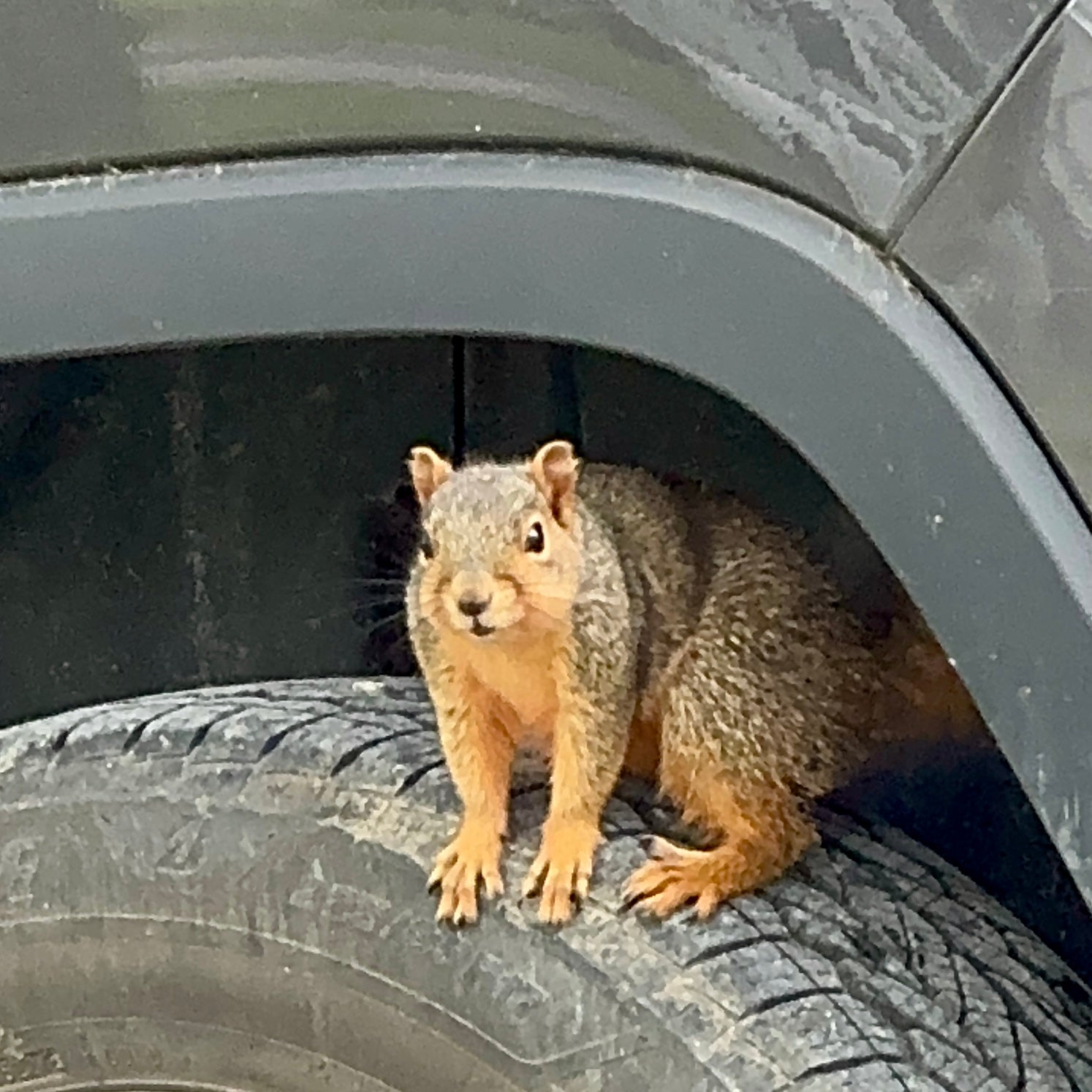 squirrel on the tire of a car