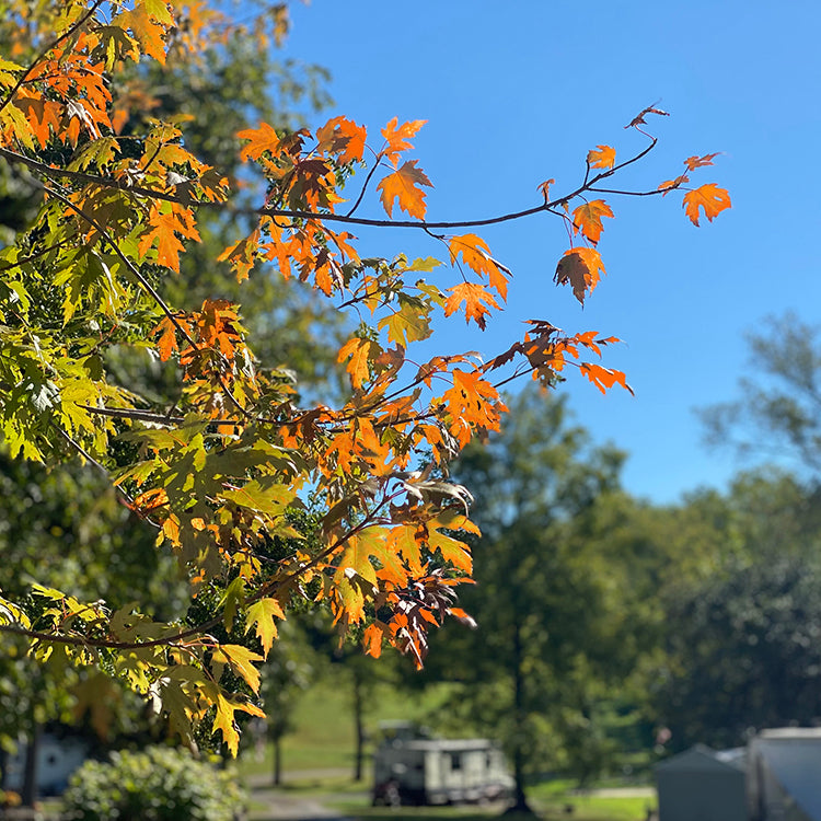 Seasonal Campers - Have You Renewed For 2022?