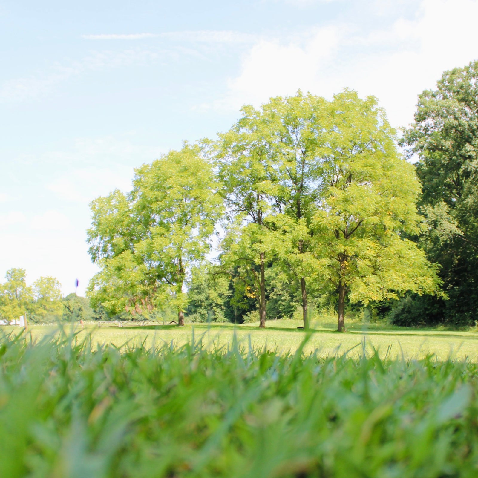 mature trees in the distance across level campsites and field surrounded by wooded area