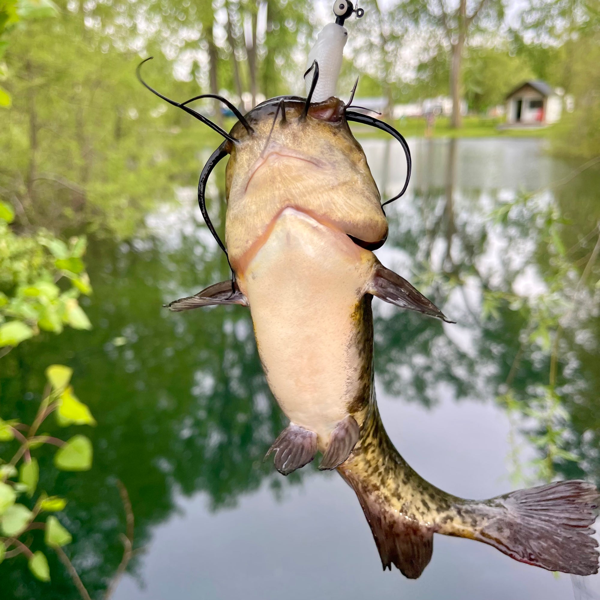 catfish caught from fishing pond. pond and cabin in the background